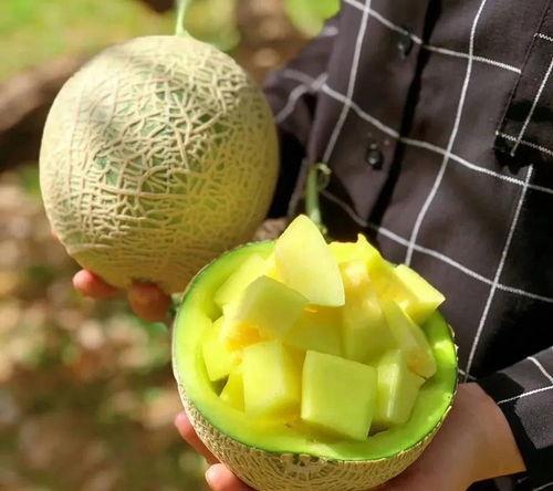 娱乐号吃瓜,吃瓜群众背后的故事